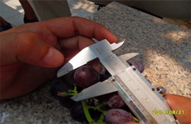 葡豐搭檔寫(xiě)真