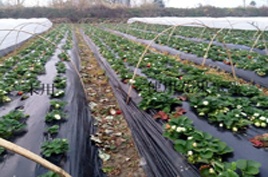 花果玉露實(shí)驗(yàn)對(duì)比圖