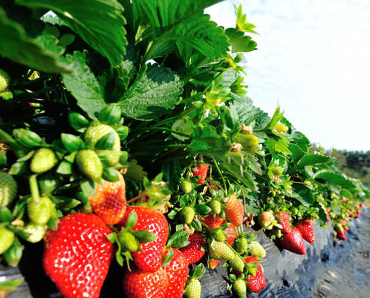 實(shí)力優(yōu)勢(shì)