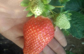 東港使用花果玉露的果實(shí)