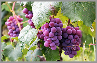 含氨基酸水溶肥啥時(shí)候用效果好？