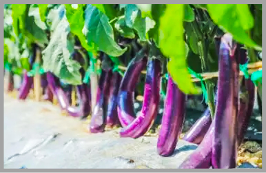 含氨基酸水溶肥在茄子上的應(yīng)用